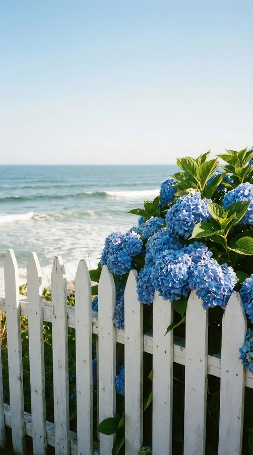 blue hydrangeas cascading over white picket fence serene ocean shoreline cascade gentle waves expansive open sky upper 436149917